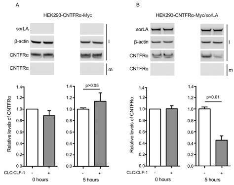 Results Showing That Sorla Mediates Clc Clf Dependent Downregulation