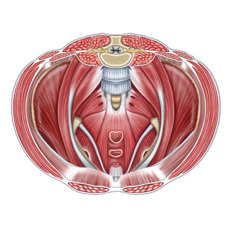 2pelvicfloorpsoasabdominalmuscles The Pilates Works