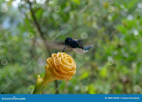 White Necked Jacobin Hummingbird Or Colibri In Flight Blurred In