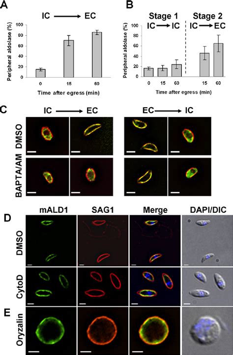 Figure 7 From Host Cell Egress And Invasion Induce Marked Relocations