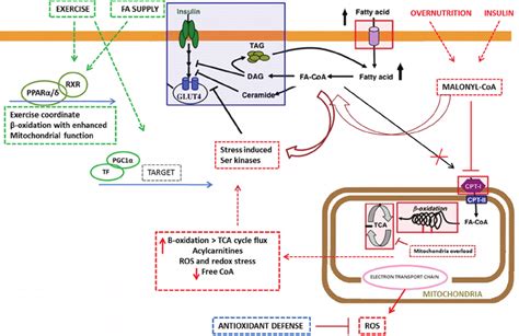 Relationship between exercise, fat and impaired fat metabolism. During ...