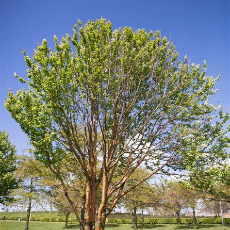 Cherry Prunus Serrula 2m 25m Tall In A 30 Ltr Pot Cotswold Trees