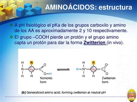 Ppt Aminoácidos Y Proteínas Powerpoint Presentation Free Download Id1120092