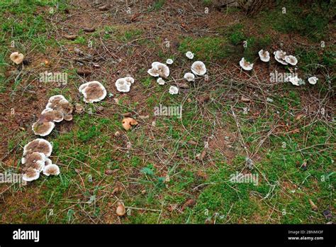 Group Of Old Unknown Mushrooms On Coniferous Forest Floor Hi Res Stock