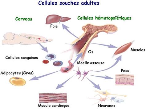 Cellules Souches Et Sant