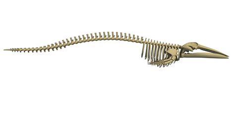 Fin Whale Skeleton - 3D Models – 3D Horse