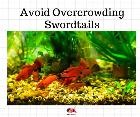 How Many Swordtails In A 10 Gallon Tank Calculator In Litres And