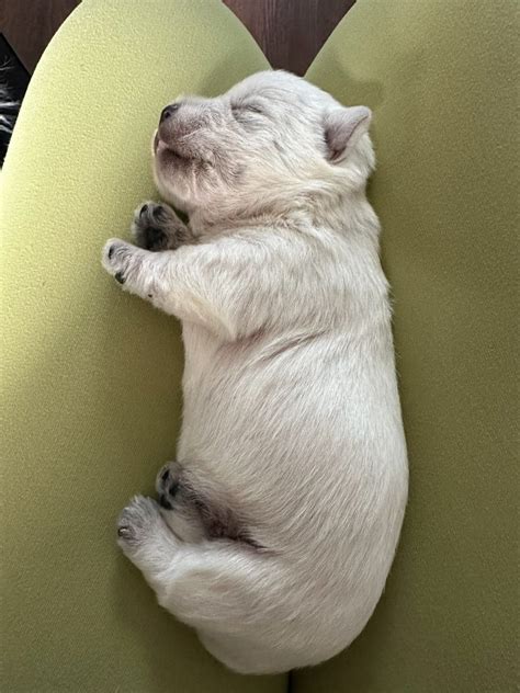 Transcendencek West Highland White Terrier Puppies For Sale In Nebo