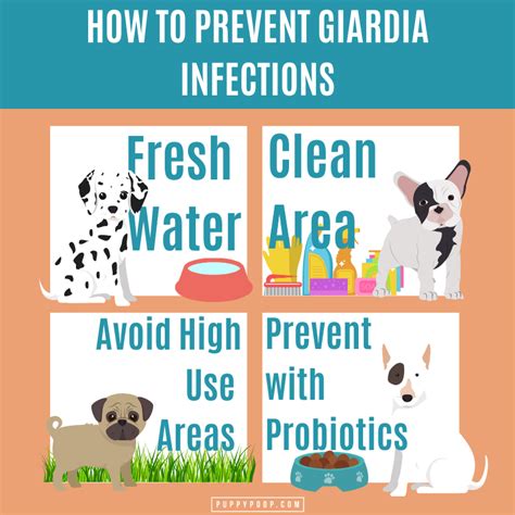 Giardia Treatment Dogs Metronidazole | Bruin Blog