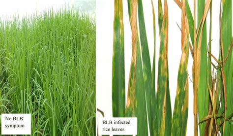 Symptoms Of Blb Disease In Rice Download Scientific Diagram