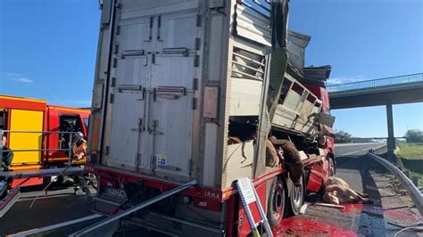 Accident A Bovins Morts Contre Sens Embouteillage Monstre Ce Que