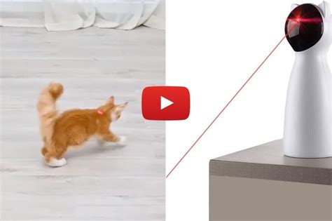 5 Best Cat Laser Toys Of 2022 To Satiate Bored Cats Automatic Lasers