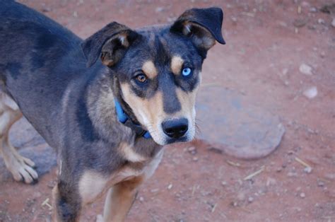 Underdog Animal Rescue And Rehab Home