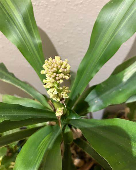 Corn Plant Dracaena Fragrans Growing And Care Guide Plantcarefully