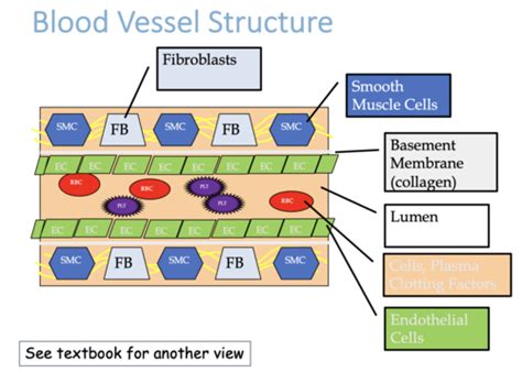 Unit 9 Introduction To Hemostasis Flashcards Quizlet