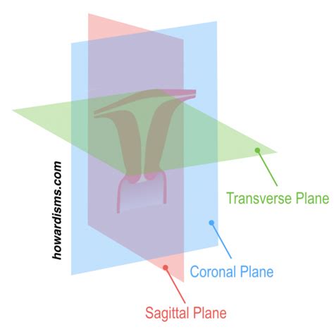 Four Tips For Correctly Diagnosing Uterine Anomalies Transvaginal Ultrasound Sagittal Plane