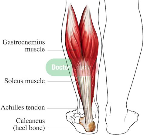 Achilles Tendon Posterior Back View Doctor Stock