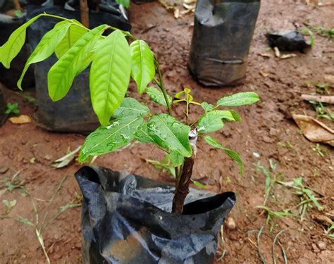 How To Grow Rambutan From Seed | Storables