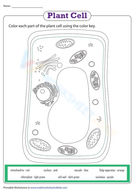 Plant Cell Organelles Coloring Worksheet Worksheets Library