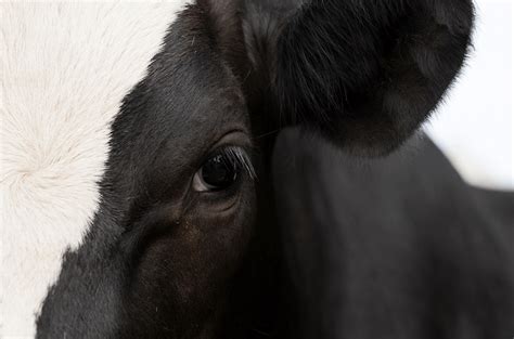 Eye Diseases In Dairy Cattle Vetsouth