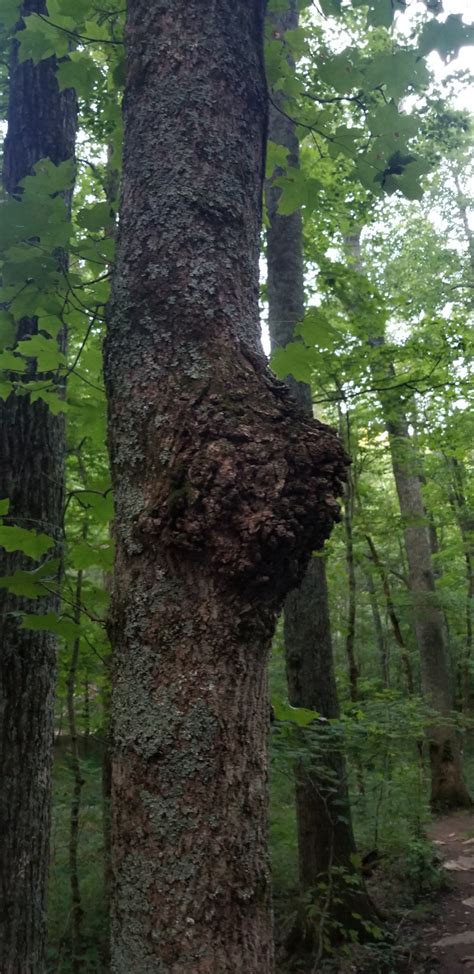 Is this one of those tree tumors people cut off to use for fancy wood ...