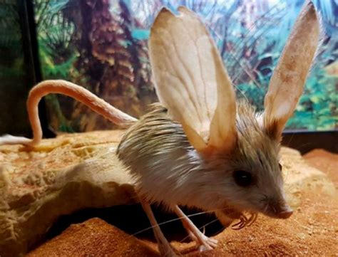 9 Cutest Animals With Gigantic Ears