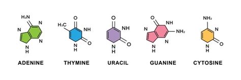 Adenine