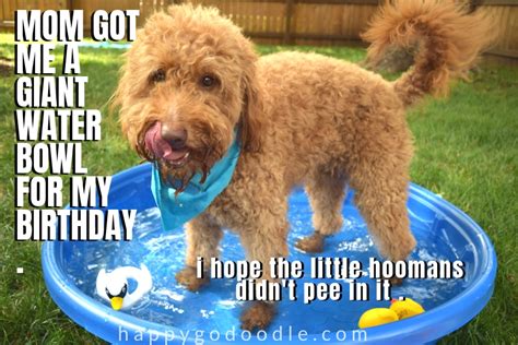 20 Happy Birthday Dog Memes That Will Make Your BarkDay Even Brighter ...