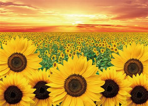 Sunflower Field Sunset Wallpaper