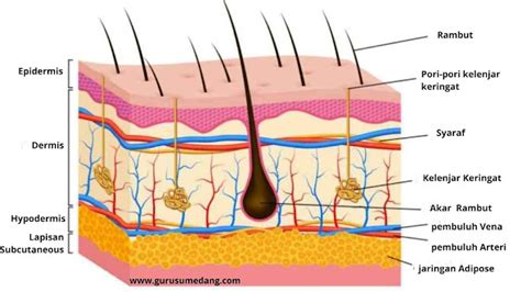 12 Fungsi Kulit Dan Derivat Kulit Guru Sumedang