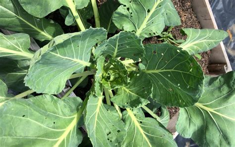 5 Common Vegetable Garden Problems And How To Solve Them Winging It