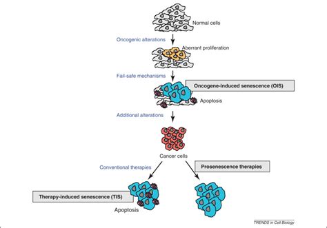 Senescence A New Weapon For Cancer Therapy Trends In Cell Biology