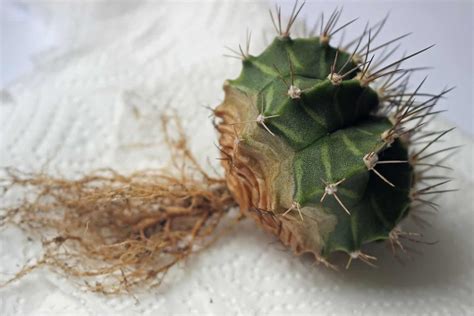 4 Steps To Save Your Succulents From Rot