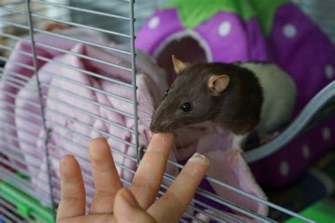 Spaying And Neutering Rats Should You Pros And Cons