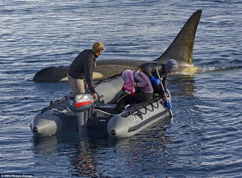 Bbc Frozen Planet Killer Whales Pictured In Arctic Ice Feature In New