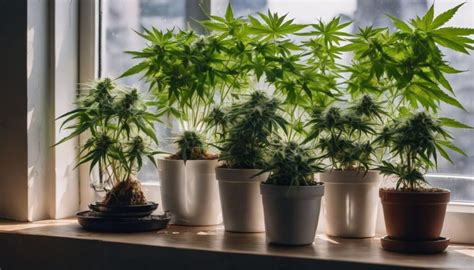 Guía para Cultivar Cannabis en Espacios Reducidos