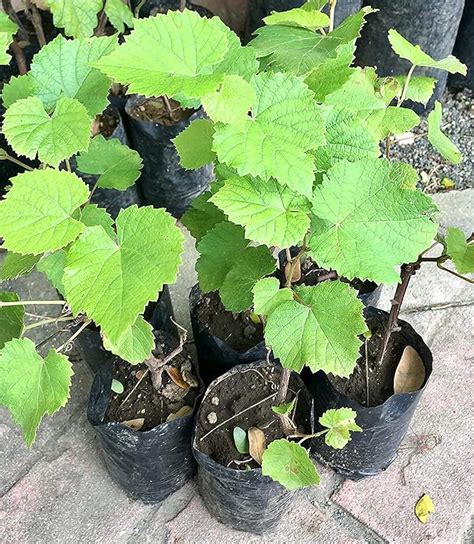 Gurveplantationi® Sweet Grapes Round Angur Fruit Plant All Weather