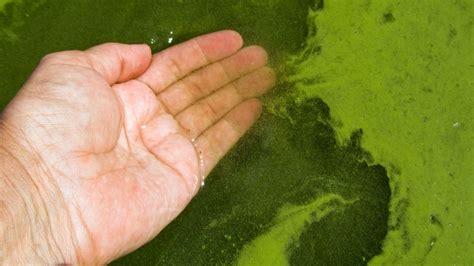 Toxic Blue Green Algae Found At Maximo Park In St Petersburg Wfla