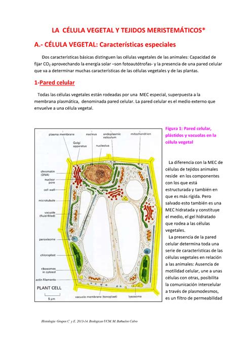 Apuntes Lecciones Meristemos La Vegetal Y Tejidos Vegetal