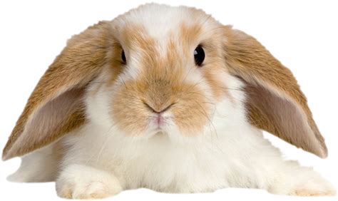 Rabbit Png Images Transparent Free Download