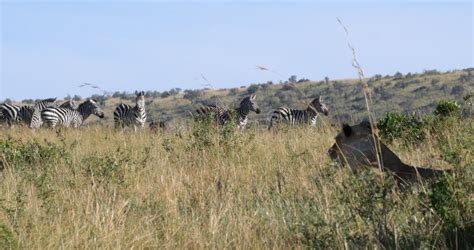 African Lion Panthera Leo Female Hunting Herd Of Burchell Zebras