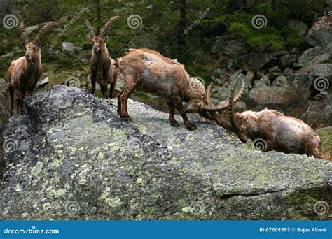 Stein Bock Fight In Alps Stock Image Image Of Fight