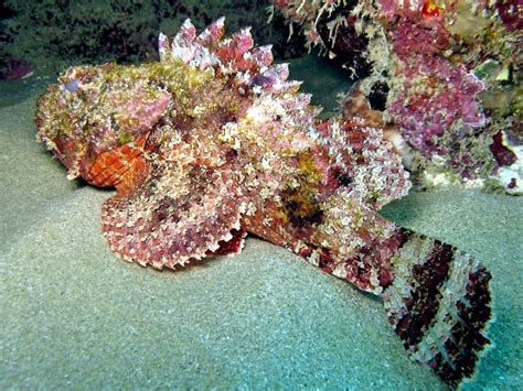 Stonefish – "OCEAN TREASURES" Memorial Library