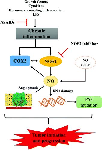 Nitric Oxide Signaling Pathway