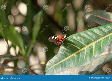 Insecte Papillon Dans Le Closeup Des Feuilles Photographie Macro