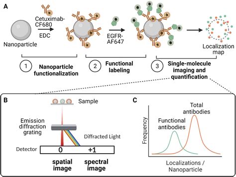 Mapping The Relationship Between Total And Functional Antibodies