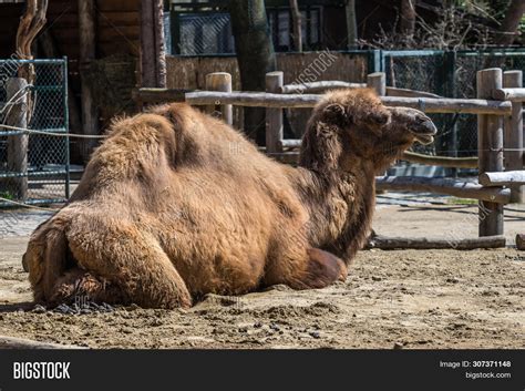 Bactrian Camels, Image & Photo (Free Trial) | Bigstock