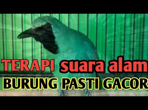 Terapi Cucak Ijo Bakalan Dari Hutan Cepat Gacor Youtube