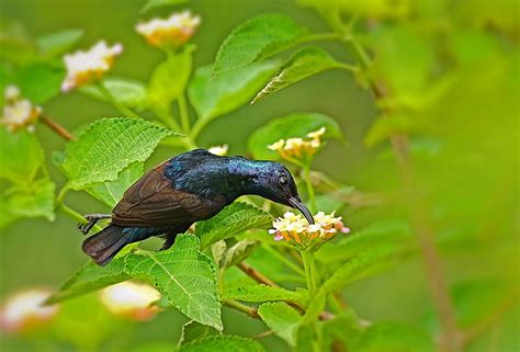 Native Birds of Afghanistan - WorldAtlas