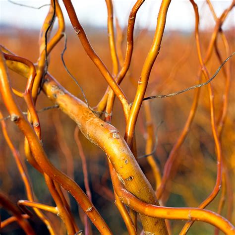 Corkscrew Willows For Sale